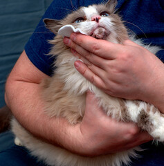 Skin diseases in domestic cats. A sick cat with a worried expression on its face. Caring for a...