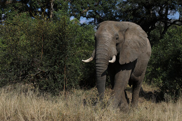 Fototapeta premium Afrikanischer Elefant / African elephant / Loxodonta africana
