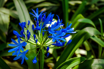 Agapanthoideae flor naturraleza azul 