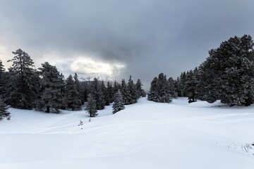 Foggy forest with white snow covered slopes