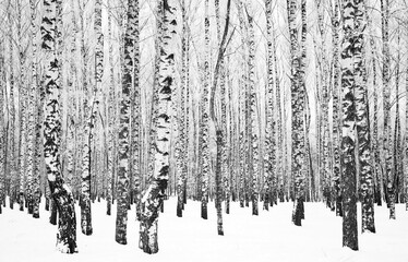Trunks of birch trees with branches in hoarfrost black and white