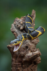 The mangrove snake in tree branch ready to attack	