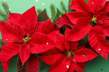 Beautiful poinsettias (traditional Christmas flowers) with fir branches and confetti on green background, closeup