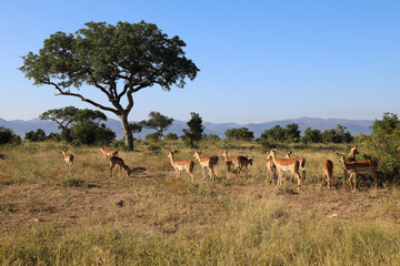 Schwarzfersenantilope / Impala / Aepyceros melampus