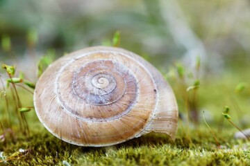 Snail shell on ground level macro photo