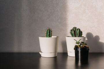 Indoor plants in white and black pots in the room on the table under the sunlight