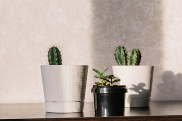Indoor plants in white and black pots in the room on the table under the sunlight