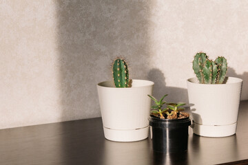 Indoor plants in white and black pots in the room on the table under the sunlight