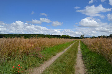 Fototapeta na wymiar Petit chemin de campagne dans un champ de calza monté à graine.