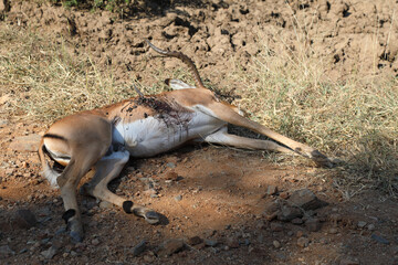 Schwarzfersenantilope / Impala / Aepyceros melampus...