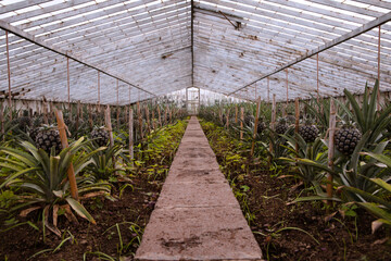 Fototapeta premium Pineapple greenhouse