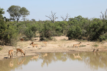 Schwarzfersenantilope und Nilgans / Impala and Egyptian Goose / Aepyceros melampus et Alopochen...