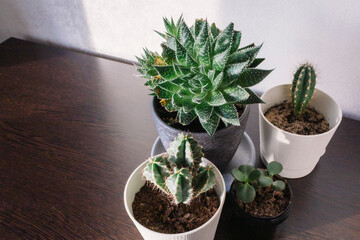 Indoor plants in white and black pots in the room on the table under the sunlight