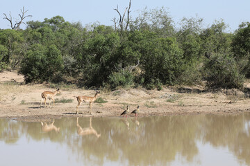 Schwarzfersenantilope und Nilgans / Impala and Egyptian Goose / Aepyceros melampus et Alopochen...