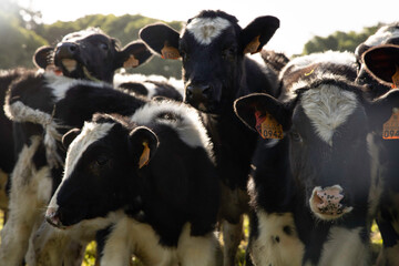 Herd in a field at sunset