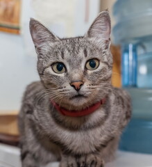 Pet cat close up on the background of the wall in the room