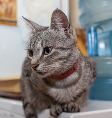 Pet cat close up on the background of the wall in the room