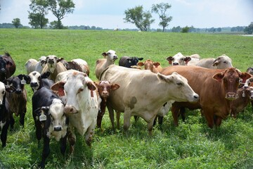 cows in a meadow