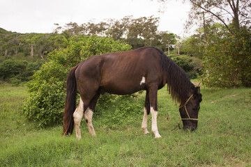 Naklejka na ściany i meble Brown horse tied up eating grass. Single brown local horse tied up eats lush on the green grass meadow in the spring in the wild. Typical brazilian horse.