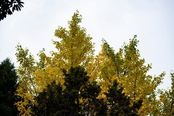Ginkgo tree in the fall of yellow fallen leaves