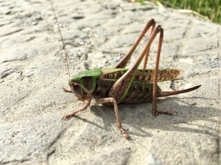 grasshopper on the ground