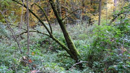 Thick forest undergrowth with dead tree covered in moss