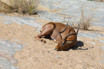 Schwarzfersenantilope / Impala / Aepyceros melampus.