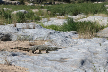 Nilkrokodil / Nile Crocodile / Crocodylus Niloticus