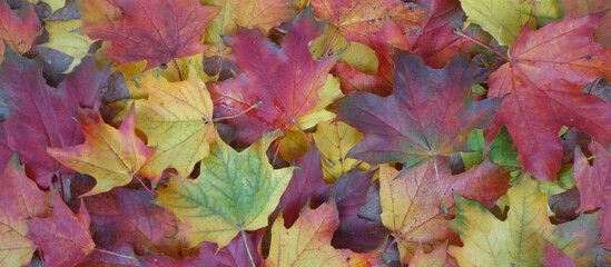 Kolorowe liście.