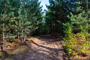 An old dirt road in the forest in early autumn. Forest Road. Hiking in nature.