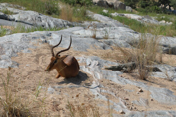 Schwarzfersenantilope und Nilkrokodil / Impala and Nile crocodile / Aepyceros melampus et...