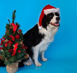 Adorable Border Collie with Santa Hat Sits behind Small Christmas Tree Isolated on Blue. Happy Black and White Dog Smiles on Blue Background.