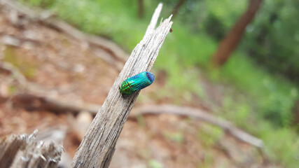 African jewel beetle