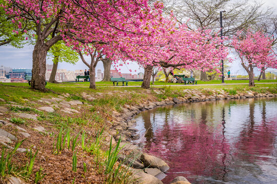 Cherry Blossom trees reflected in a lagoon on the Esplanade in Boston