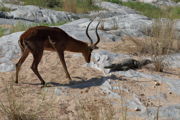 Schwarzfersenantilope und Nilkrokodil / Impala and Nile crocodile / Aepyceros melampus et...