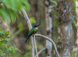 Guyane