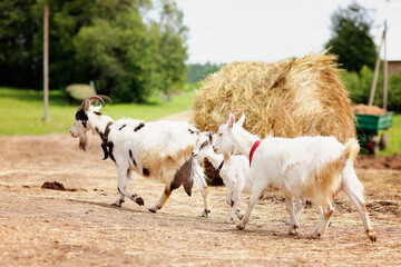 domestic goats walk in the barnyard