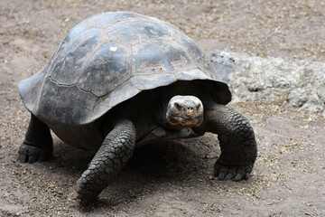 Galapagos tortoise in Galapagos Islands, Ecuador