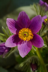 Kuhschelle Küchenschelle Pulsatilla vulgaris Frühblüher Bergblume Haare rot violett gelb Staubgefäße Berge Alpen Natur farbenfroh Frühling Frühjahr Hexenbesen
