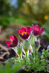 Fototapeta premium Kuhschelle Küchenschelle Pulsatilla vulgaris Frühblüher Bergblume Haare rot violett gelb Staubgefäße Berge Alpen Natur farbenfroh Frühling Frühjahr Hexenbesen