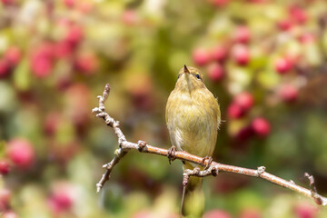 Icterine warbler, Hippolais icterina,