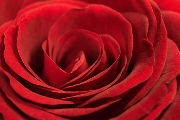 Fototapeta na wymiar Nahaufnahme einer roten Rose