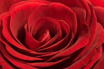 Nahaufnahme einer roten Rose