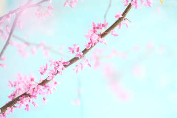 Abstract spring backdrop of beautiful Eastern Redbud Tree blossoms against soft peaceful blue sky. Selective focus with extreme blurred background.