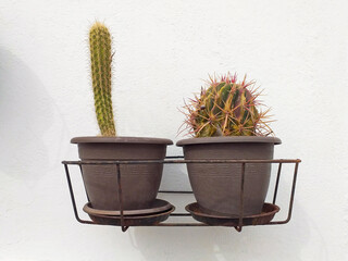 Front view of two brown pots with cactus hanging on white concrete exterior wall. Rustic wall planter with two natural prickly cacti. Natural plants and flowers background.