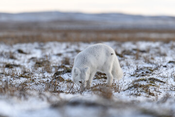 Arctic fox in winter time in Siberian tundra