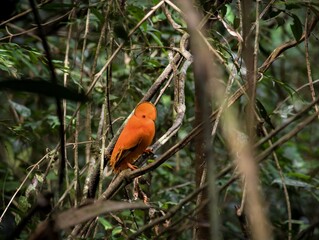 Guyane