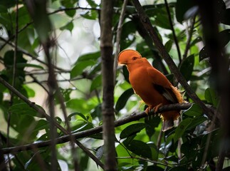 Guyane