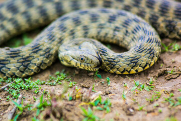 the snake prepares to attack the victim and looks at it