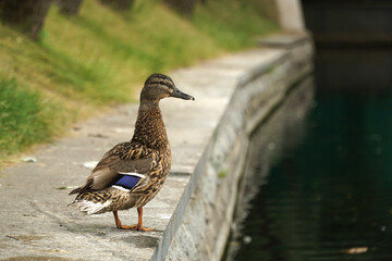 Beautiful mallard duck stands on the stone embankment of the lake.